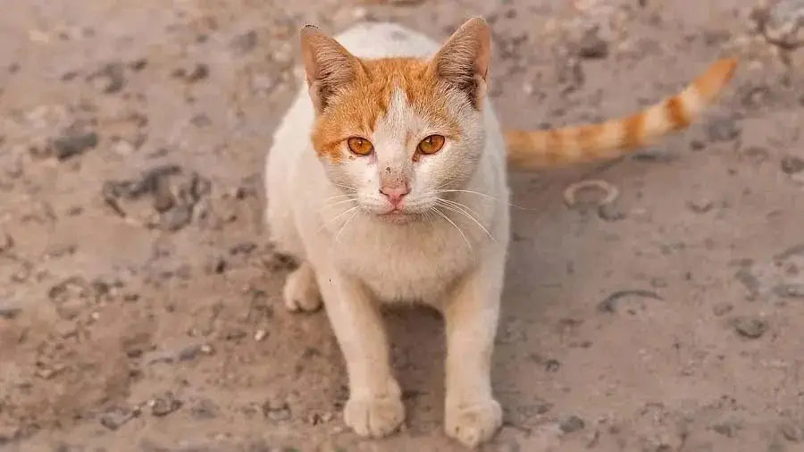 Arabian Mau - Talis Us