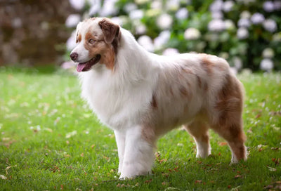 Australian Shepherd - Talis Us