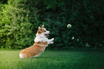 Balls and Fetch Toys - Talis Us