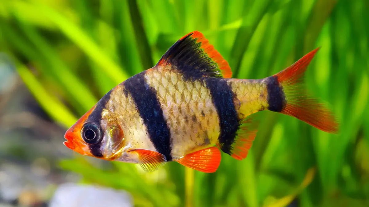 Barb fish - Talis Us