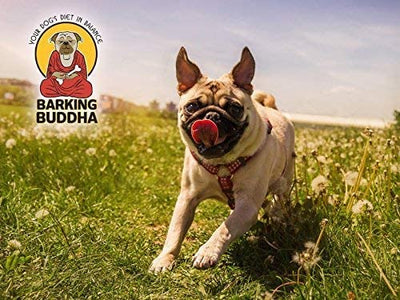 Barking Buddha - Talis Us