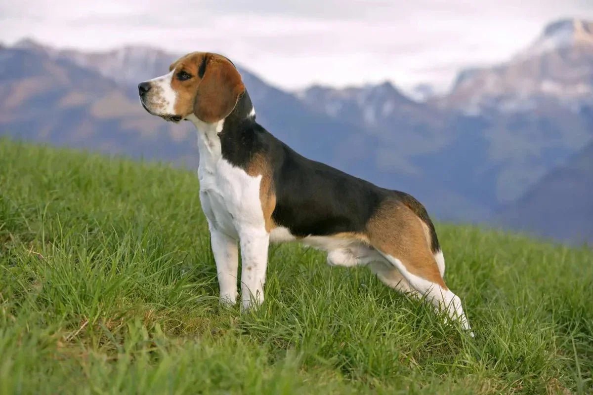 Beagle - Talis Us