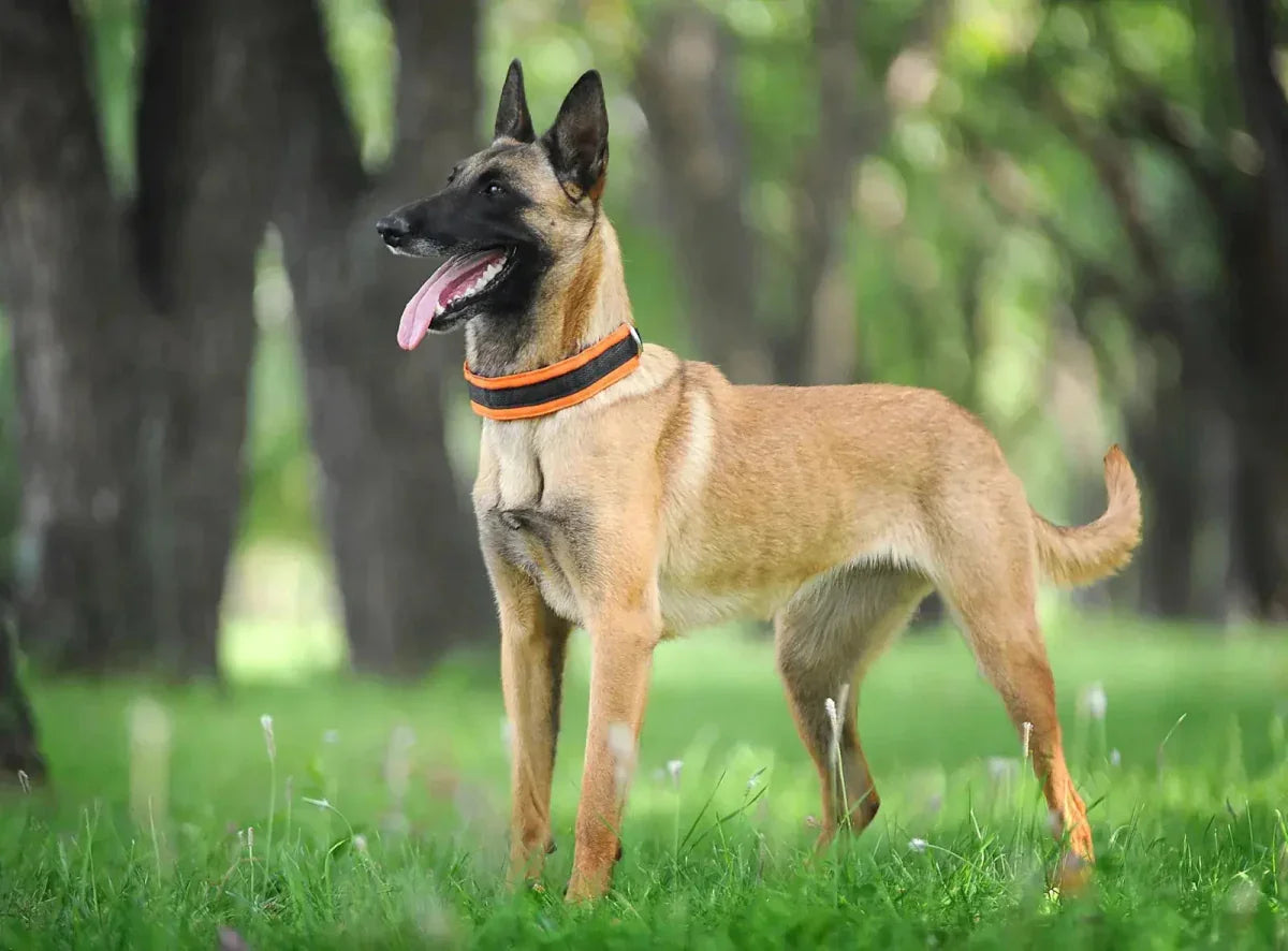 Belgian Shepherd - Talis Us