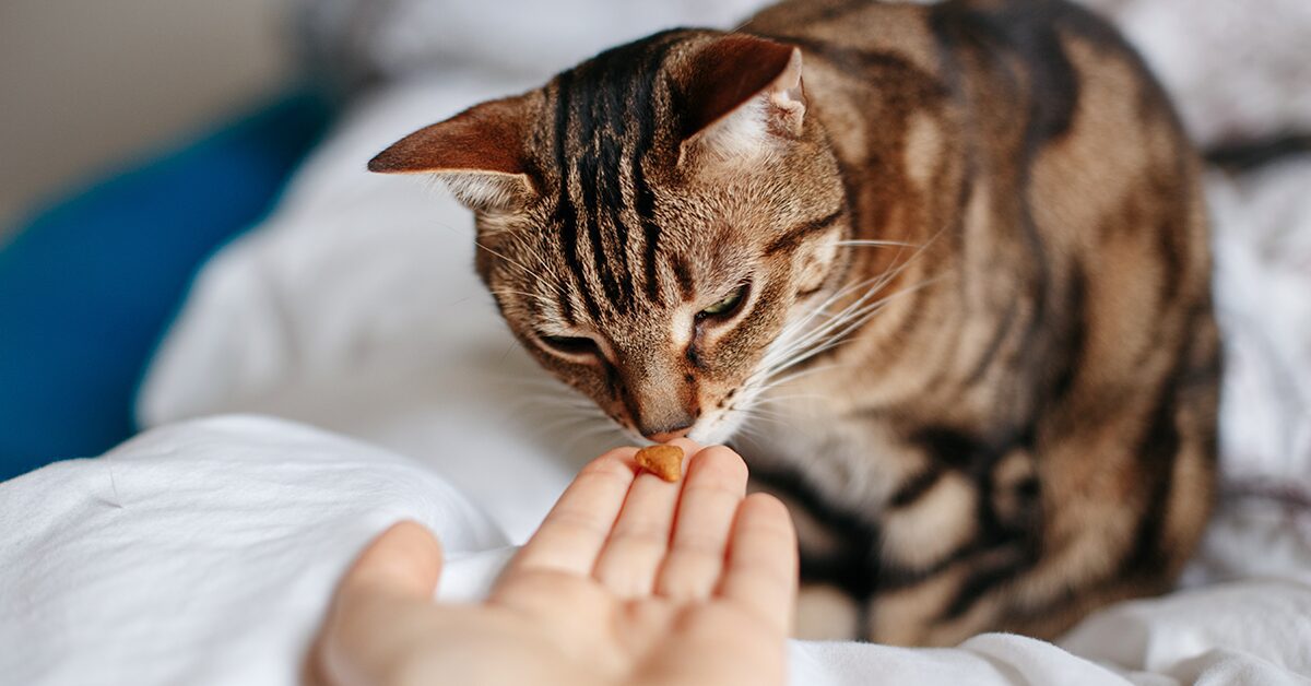 Cat Crunchy Treats