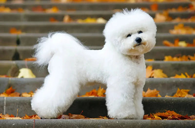 Bichon Frisé - Talis Us