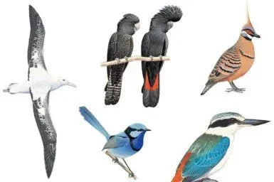 Bird Breeds - Talis Us