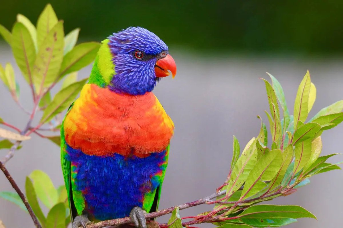 Bird Treats - Talis Us