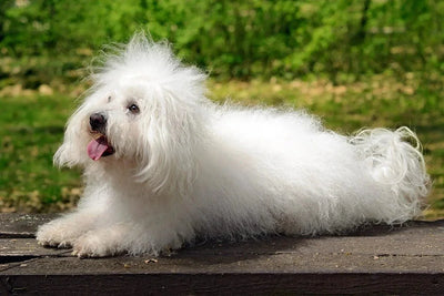 Bolognese dog - Talis Us