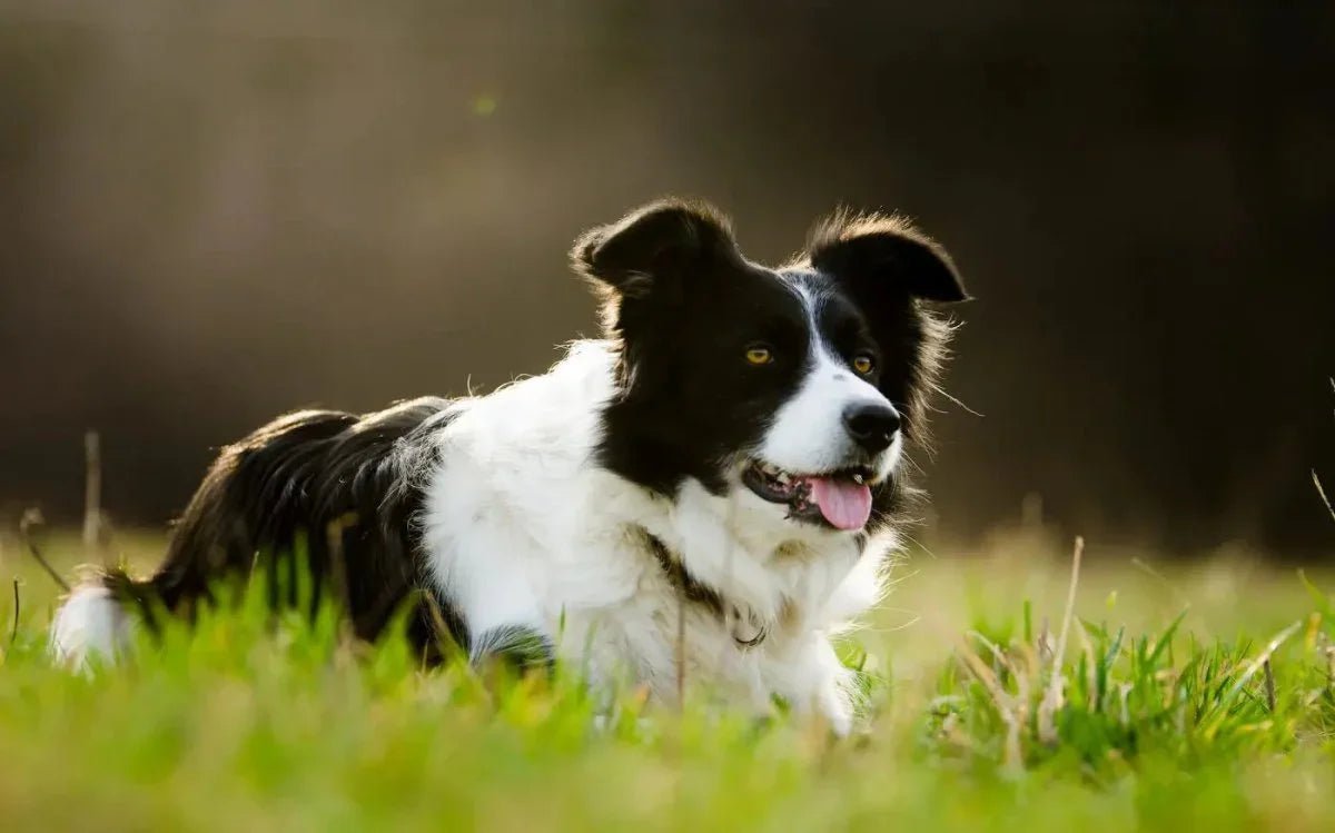 Border Collie - Talis Us