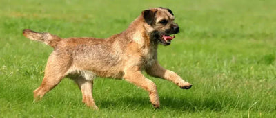 Border Terrier - Talis Us