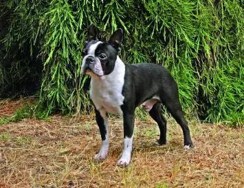 Boston Terrier - Talis Us