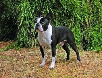 Boston Terrier - Talis Us