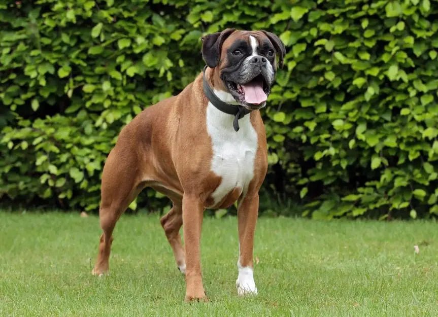 Boxer - Talis Us