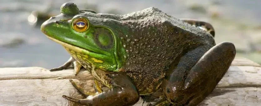 Bull frogs - Talis Us