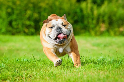 Bulldog - Talis Us