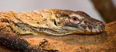 Canned Reptile Food - Talis Us