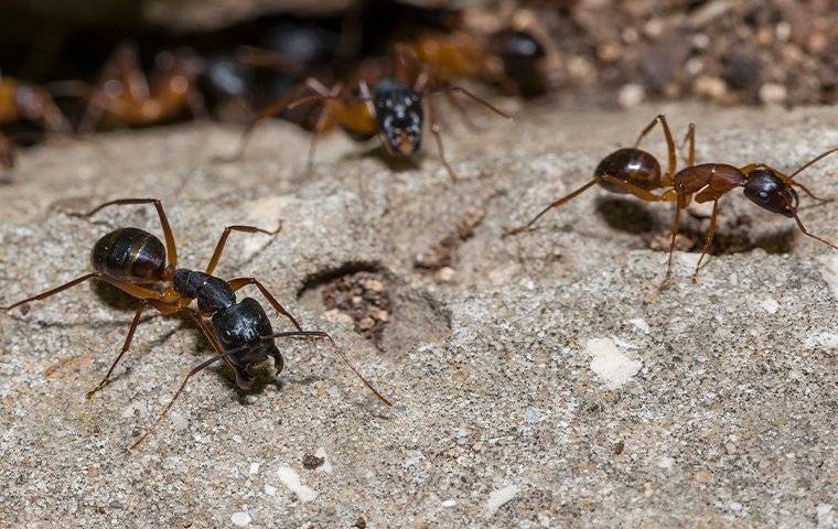 Ant Breeds