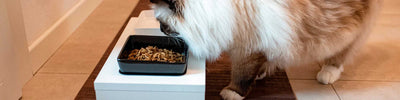 Cat Bowls & Feeders - Talis Us