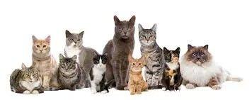 Cat Breeds - Talis Us
