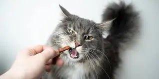 Cat Dental Treats - Talis Us