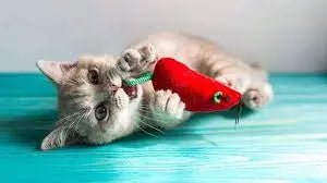 Cat Plush Toys - Talis Us
