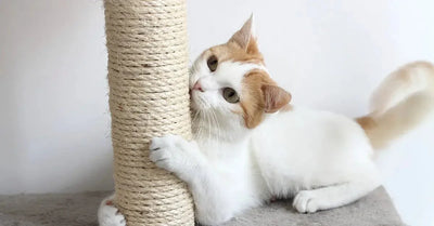 Cat Scratchers - Talis Us