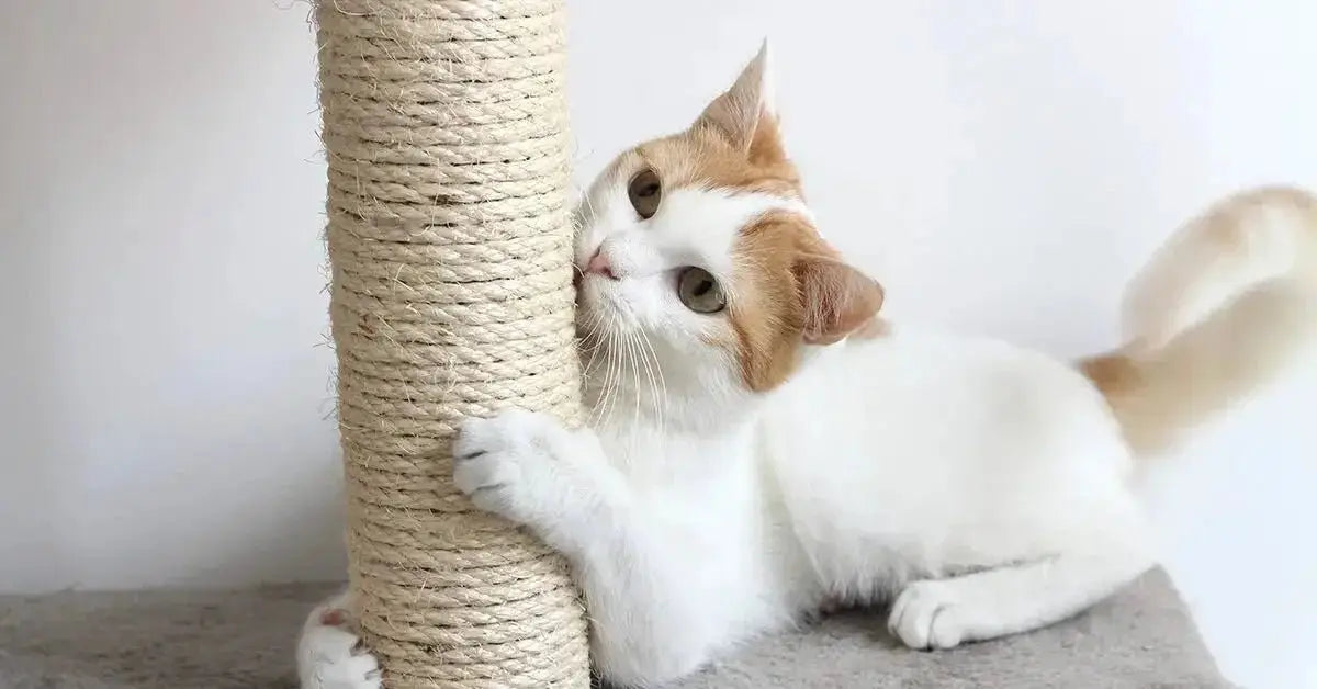 Cat Scratchers - Talis Us