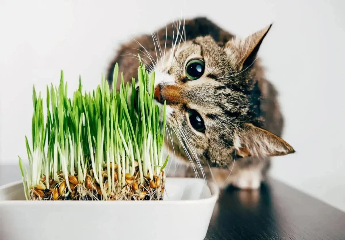Catnip and Pet Grass - Talis Us
