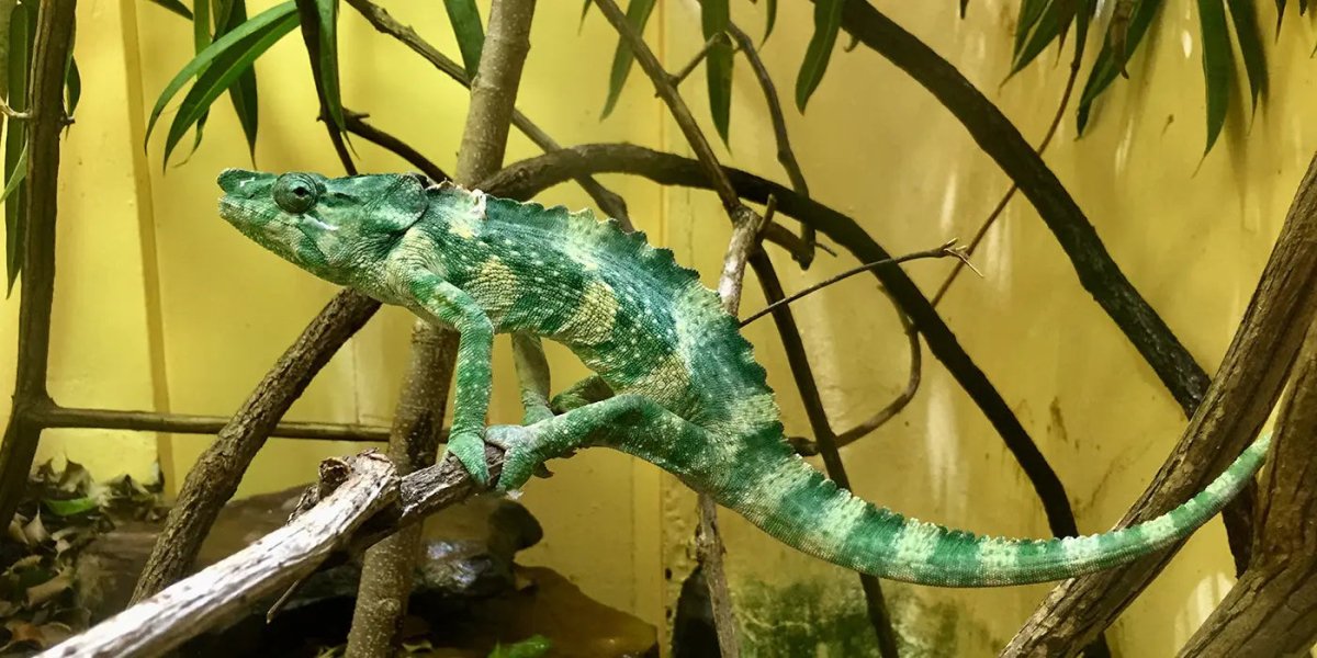 Chameleon food - Talis Us
