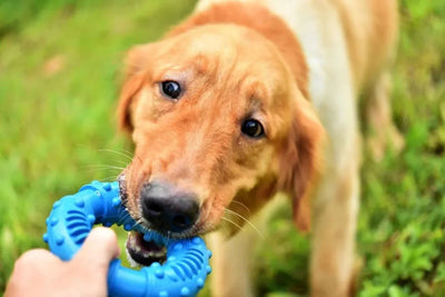 Chew Toys - Talis Us