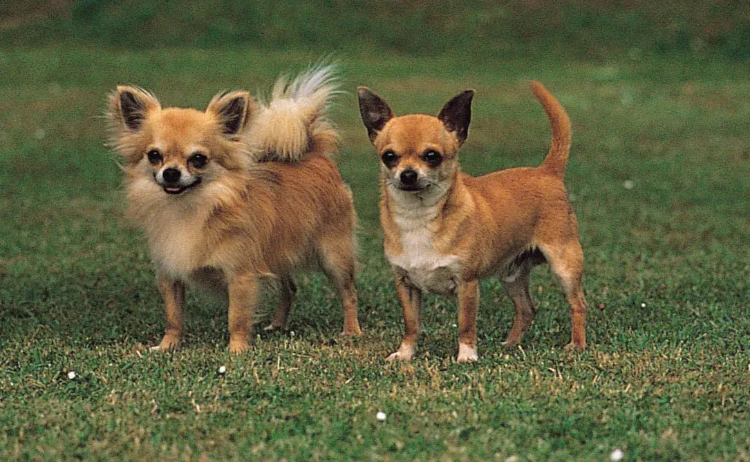 Chihuahua - Talis Us