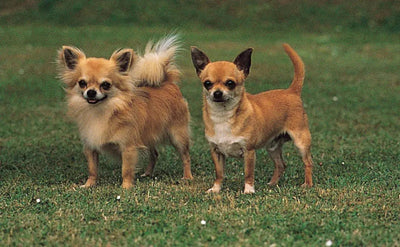 Chihuahua - Talis Us
