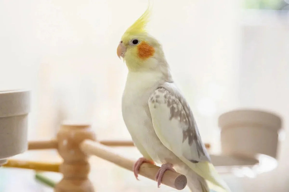 Cockatiel - Talis Us