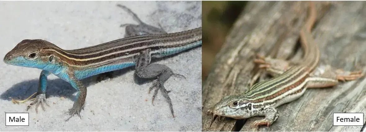 Common lizards - Talis Us
