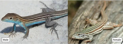Common lizards - Talis Us