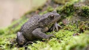 Common toads - Talis Us