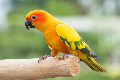 Conure - Talis Us