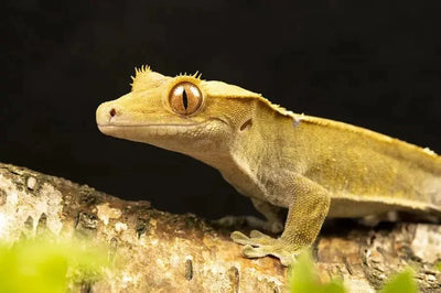 Crested gecko - Talis Us
