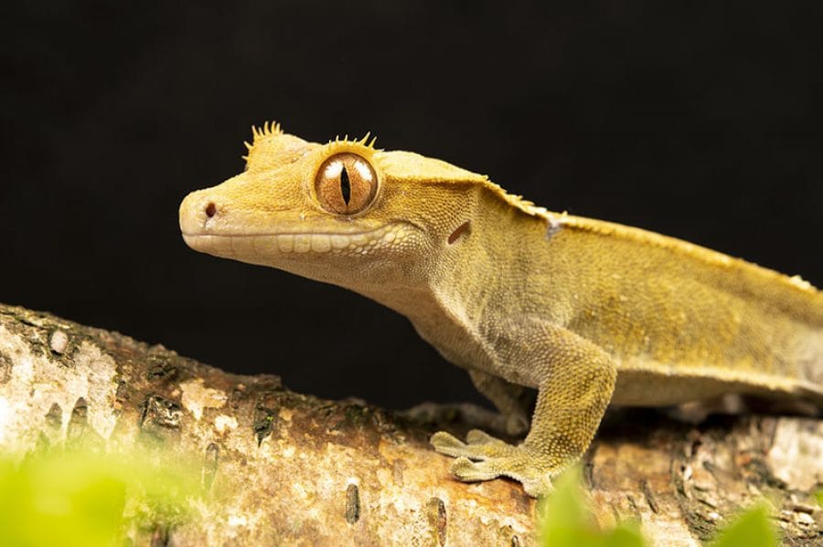 Crested gecko, Reptile Food, Talis us