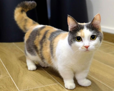 Munchkin cat