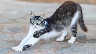 Cyprus cat - Talis Us