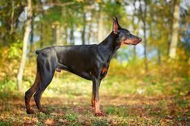 Dobermann - Talis Us