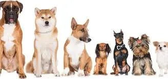 Dog Breeds - Talis Us