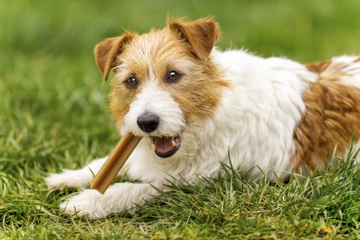 Dog Dental Treats - Talis Us