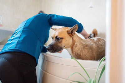 Dog Grooming Tools - Talis Us