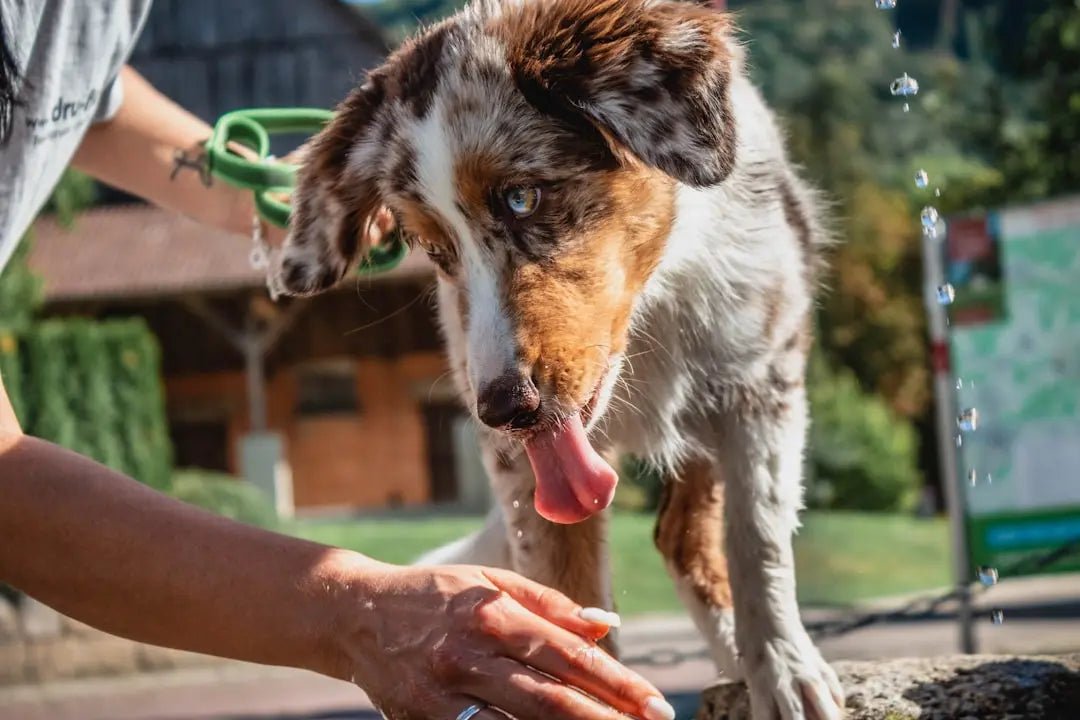 Dog Paw & Nail Care - Talis Us