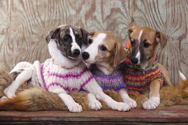 Dog Sweaters & Hoodies - Talis Us