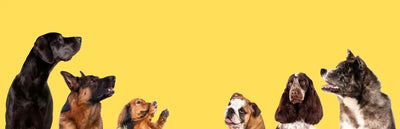 Dogs - Talis Us
