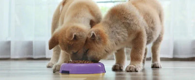 Dry Dog Food - Talis Us