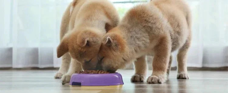 Dry Dog Food - Talis Us